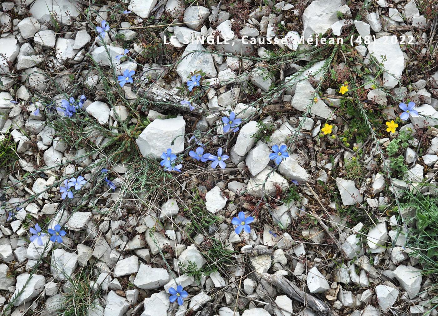 Flax, French plant